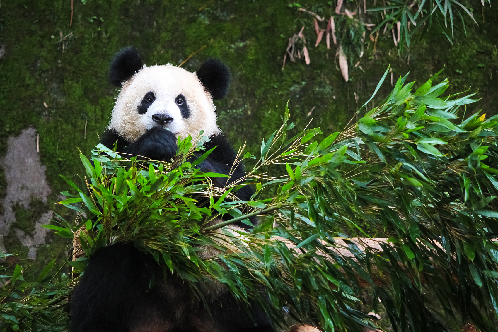 Panda Exploration